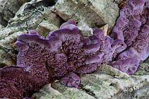 Violet-toothed polypore  fungus (Hirschioporus pergamenus ) Pyrenees, France, November.