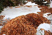European beech (Fagus sylvatica) leaves in the Massane River, Alberes Mountains, Pyrenees, France, February.