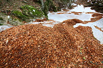 European beech (Fagus sylvatica) leaves in the Massane River, Alberes Mountains, Pyrenees, France, February.