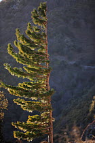 Pine tree shaped by prevailing wind in the Alberes Mountains, Pyrenees, Spain.