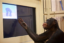 Chimpanzee (Pan troglodytes) in face recognition experiment, Tokyo University, Japan