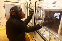 Chimpanzee (Pan troglodytes) in drawing versus photo recognition experiment, Tokyo University, Japan