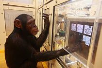 Chimpanzee (Pan troglodytes) in drawing versus photo recognition experiment, Tokyo University, Japan