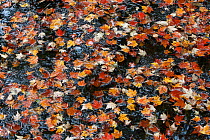 Colourful Maple tree leaves (Acer) fallen in water. Kamikochi valley, Japan