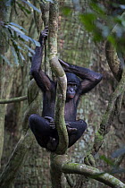 Bonobo (Pan paniscus) resting in tree, north of Bandundu Province, Democratic Republic of Congo (DRC)