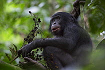 Bonobo (Pan paniscus) resting in tree, north of Bandundu Province, Democratic Republic of Congo (DRC)