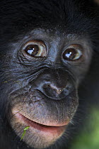 Bonobo (Pan paniscus) head portrait of young orphan in Lola Ya Bonobo Sanctuary, Democratic Republic of Congo (DRC)