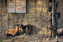 Domestic goats, donated by M'boumontour NGO, supporting different kinds of projects for the community with the aim of development and protection of the local Bonobo (Pan paniscus) populations, Democra...