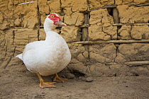 Domestic ducks, part of poultry breeding support provided by M'boumontour NGO, supporting different kinds of projects for the community with the aim of development and protection of the local Bonobo (...