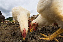 Domestic chicken, part of poultry breeding support provided by M'boumontour NGO, supporting different kinds of conservation projects of the community with the aim of development and protection of the...