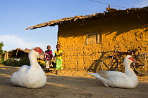 Domestic ducks, part of poultry breeding support provided by M'boumontour NGO, with the aim of development and protection of the local Bonobo (Pan paniscus) populations, Democratic Republic of Congo (...