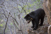 Spectacled bear (Tremarctos ornatus) Chaparri Ecological Reserve, Peru