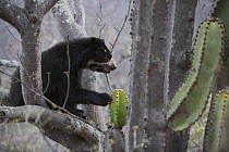 Spectacled bear (Tremarctos ornatus) up tree, Chaparri Ecological Reserve, Peru