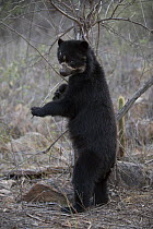 Spectacled bear (Tremarctos ornatus) standing on hind legs, Chaparri Ecological Reserve, Peru