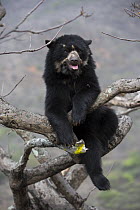 Spectacled bear (Tremarctos ornatus) up tree, Chaparri Ecological Reserve, Peru