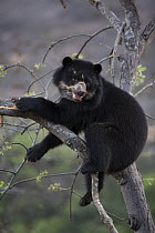 Spectacled bear (Tremarctos ornatus) up tree, Chaparri Ecological Reserve, Peru
