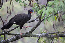 White-winged guan (Penelope albipennis) Chaparri Ecological Reserve, Andes, Peru