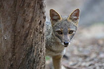 Sechuran fox (Lycalopex sechurae) Chaparri Ecological Reserve, Peru