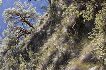 Polylepis (Polylepis sp) forest, Cordillera Blanca, Andes, Peru
