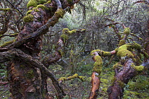 Polylepis forest in Cordillera Blanca, Andes, Peru