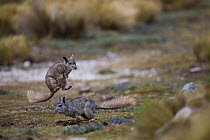 Northern viscacha (Lagidium peruanum) two playing together, Huascaran National Park, Cordillera Blanca, Andes, Peru