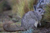 Northern viscacha (Lagidium peruanum) Huascaran National Park, Cordillera Blanca, Andes, Peru