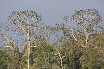 Neotropic cormorant (Phalacrocorax brasilianus) large numbers in trees only in dry season, Pacaya Samiria NP, Amazon, Peru