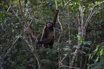 Humboldt's woolly monkey (Lagothrix logotricha)        Ikamaperou  sanctuary, Pacaya Samiria NP, Amazon, Peru