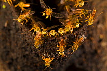 Stingless bees (Plebeia sp) at the entrance of their hive, Pacaya Samiria National Park, Amazon, Peru