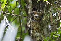 Douroucouli (Aotus nigriceps) three in tree nest, Pacaya Samiria National Park, Amazon, Peru