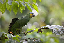 Orange-winged parrot (Amazona amazonica) in canopy, Amazon, Peru
