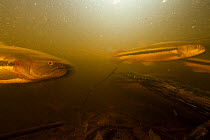 Golden trahira fish (Hoplerythrinus unitaeniatus) Pacaya Samiria National Park, Amazon, Peru