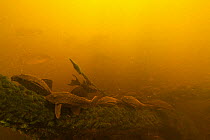 Pinecone sucker catfish (Monistiancistrus carachama) Pacaya Samiria National Park, Amazon, Peru