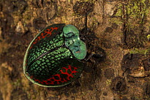 Beetle (Chrysomelidea) Pacaya Samiria National Park, Amazon, Peru