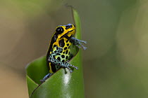 Poisonous dart frog (Ranitomeya imitator) Amazon, Peru