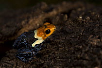 Red-headed Poison frog (Ranitomeya fantastica) Amazon, Peru