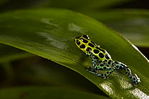 Poison dart frog (Ranitomeya variabilis) 1000m altitude, Tarapoto, Amazon, Peru