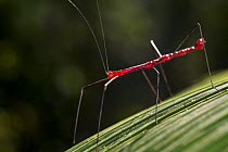 Walking stick insect (Phasmatodea) Tarapoto, Amazon, Peru.