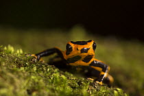 Red-headed Poison frog (Ranitomeya fantastica) Amazon, Peru