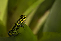 Poison dart frog (Ranitomeya variabilis) 1000m altitude, Tarapoto, Amazon, Peru