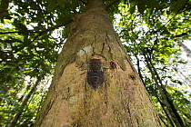 Cicada (Cicadoidea) on tree trunk, low angle view, Amazon, Peru