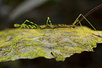 Phasme / Walking stick insect, unknown species, 1000m altitude, Tarapoto, Amazon, Peru