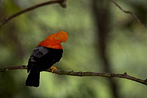 Andean cock of the rock (Rupicola peruvianus peruvianus)  Amazon, Peru