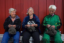 Local people responsible for collecting down from nests of Common eider (Somateria mollissima) from specifically provided shelters, traditional harvest of down, Lanan Island, Vega Archipelago, Norway...