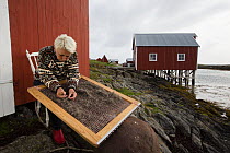 Hildegunn Nordum using traditional harp tool to clean down collected from nests of Common eider (Somateria mollissima) Lanan Island, Vega Archipelago, Norway June