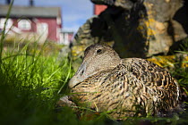 Common eider (Somateria mollissima) duck brooding eggs in nest unusally outside specific provided shelter, to aid collection of down feathers, Lanan Island, Vega Archipelago, Norway, June
