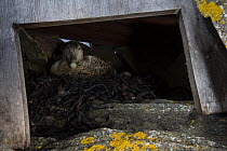 Common eider (Somateria mollissima) duck brooding eggs in nest within specific provided shelter, to aid collection of down feathers, Lanan Island, Vega Archipelago, Norway, June