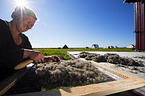 Margit cleaning down from Common eider (Somateria mollissima) with traditional harp tool whilst some dries in the sun, Lanan Island, Vega Archipelago, Norway June