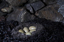 Common eider (Somateria mollissima) nest with eggs inside specific provided shelter to aid collection of down feathers, Skjaervaer Island, Vega archipelago, Norway June