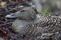 Common eider (Somateria mollissima) female laying eggs outside a shelter, which is uncommon in the archipelago where down collection happens mainly from provided shelters, Lanan Island, Vega archipela...